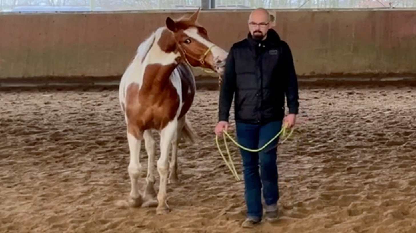 Pferd beißt Mensch